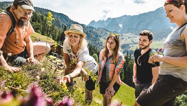 Die Vielfalt der alpinen Pflanzenschätze