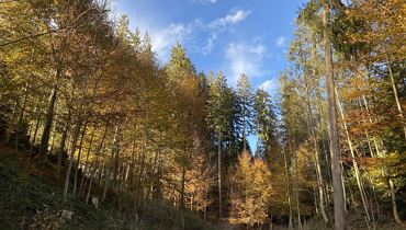 Walk & Talk – Bewegung trifft Ernährungsberatung